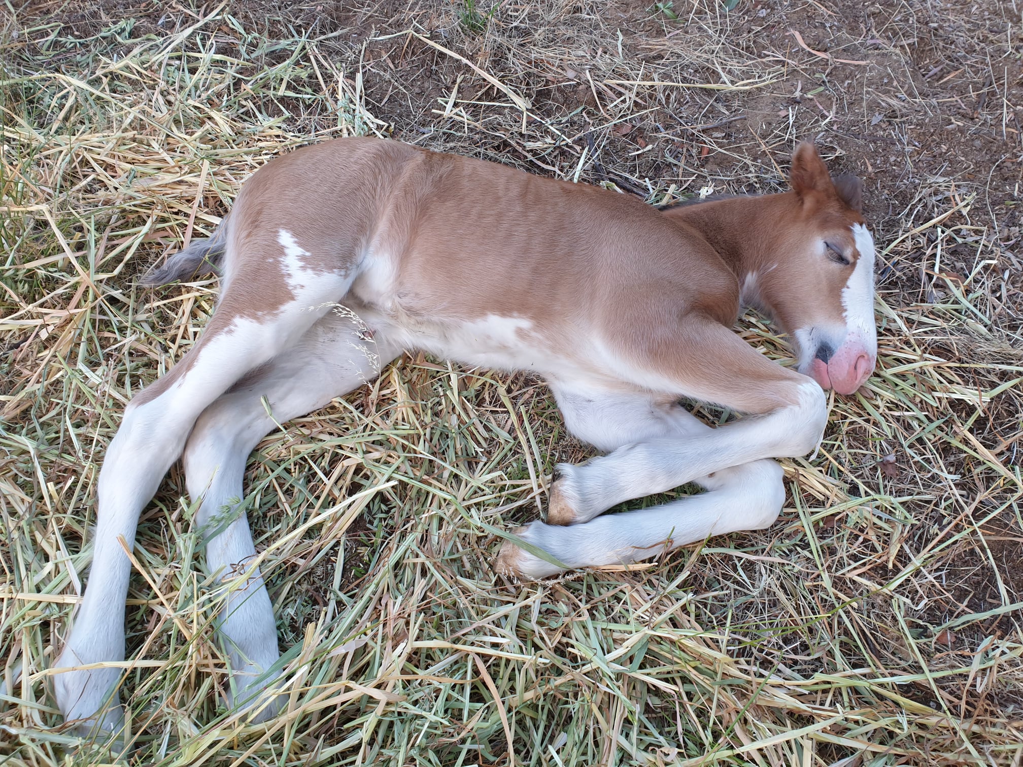 Gidgegannup Clydesdale Foal